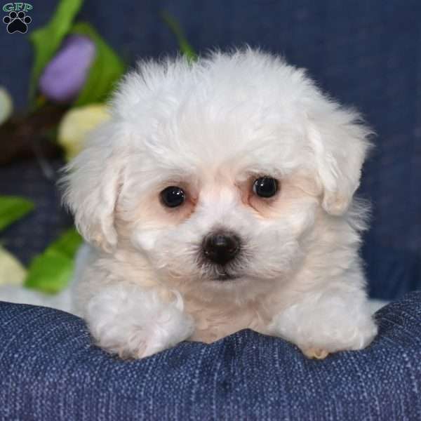 Jellybean (Tiny), Bichon Frise Puppy